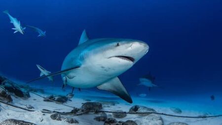 Une femme grièvement blessée après avoir été attaquée par un requin bouledogue