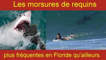 Les morsures de requins sont plus fréquentes en Floride qu'ailleurs.