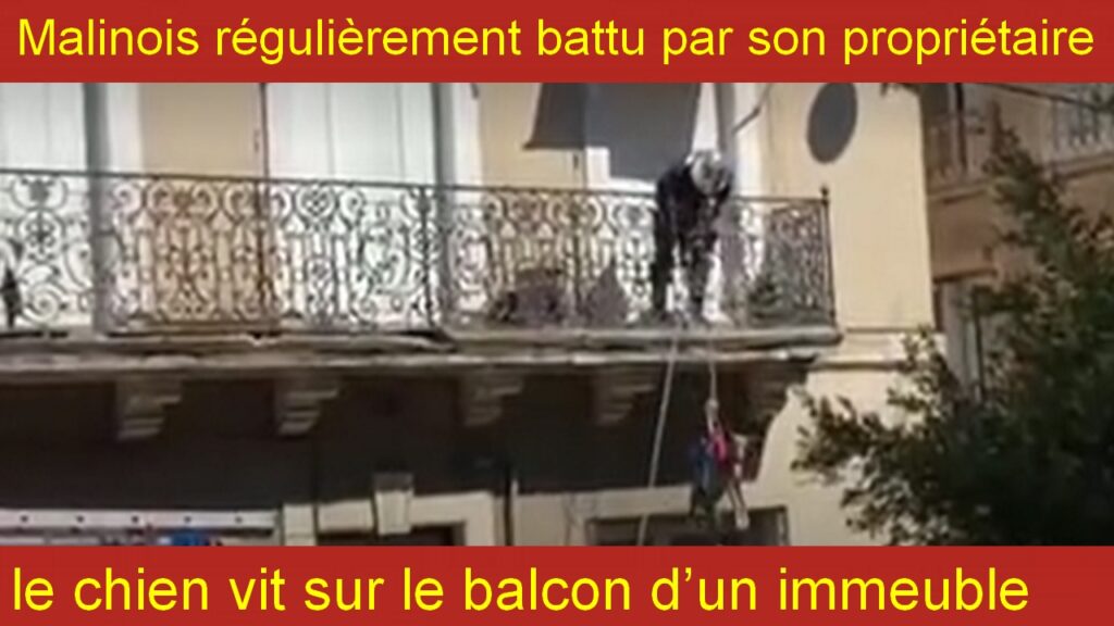 Malinois régulièrement battu par son propriétaire, le chien vit sur le balcon d’un immeuble.