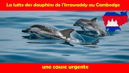 La lutte des dauphins