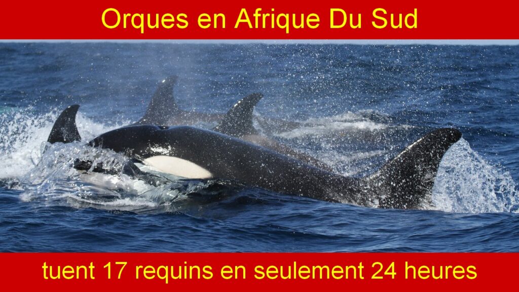 en Afrique Du Sud : deux orques meurtrières tuent 17 requins en seulement 24heures