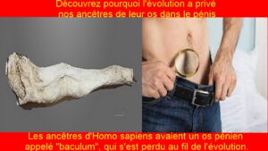 Découvrez pourquoi l'évolution a privé nos ancêtres de leur os dans le pénis