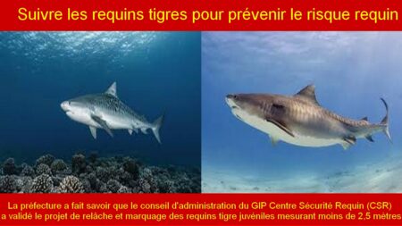 Suivre les requins tigres pour prévenir le risque requin
