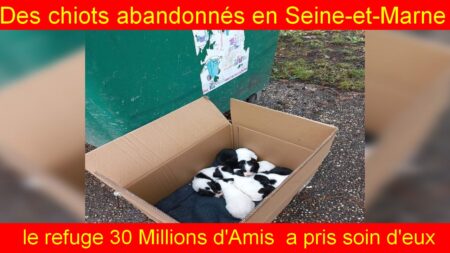 30 Millions d'Amis sauve des chiots abandonnés en Seine-et-Marne