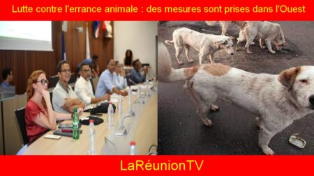 Lutte contre l'errance animale : des mesures sont prises dans l'Ouest